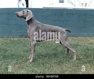 Weimaraner Foto Stock