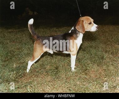 Beagle. campione Devenridge cane Snoopy Foto Stock