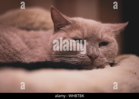 Un close up ritratto di una sonnolenta cat cercando di schiacciare un pisolino su un molto soffice cuscino. Foto Stock