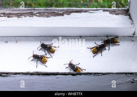 Alcuni enormi e spaventosi alla ricerca europea di calabroni (Vespa crabro) bloccato tra due finestre bianche a campagna Foto Stock