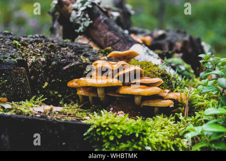 Mazzetto di umido giallo funghi che crescono su vecchi e coperti di muschio ceppo di albero nel mezzo di un bosco durante i primi anni di tempo di autunno Foto Stock