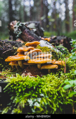 Mazzetto di umido giallo funghi che crescono su vecchi e coperti di muschio ceppo di albero nel mezzo di un bosco durante i primi anni di tempo di autunno Foto Stock