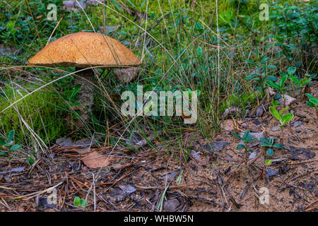 Leccinum versipelle fungo (noto anche come Boletus testaceoscaber o arancione bolete betulla) crescere nel mezzo dell'erba bagnata e moss in legno Foto Stock