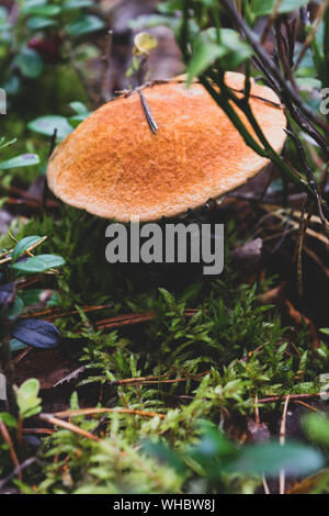 Leccinum versipelle fungo (noto anche come Boletus testaceoscaber o arancione bolete betulla) crescere nel mezzo dell'erba bagnata e moss in legno Foto Stock