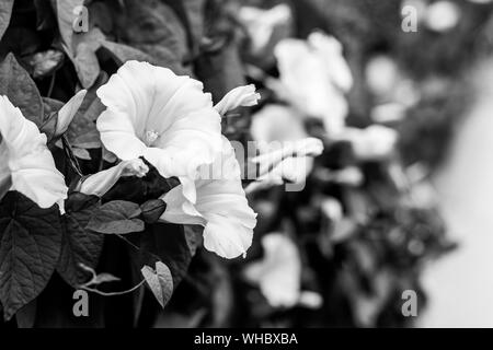 Un ritratto in bianco e nero di alcuni dei fiori di Convolvulus sepium, chiamato anche Calystegia sepium o dalla denominazione comune hedge centinodia. Foto Stock