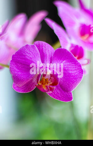 Un close up ritratto di un orchidea viola con in sfondo sfocato altre orchidee del suo genere. Foto Stock