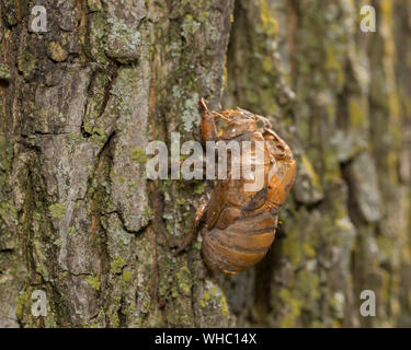 Primo piano della cicala esoscheletro, pelle, o guscio appeso sulla corteccia di albero Foto Stock