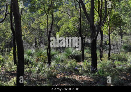 La macchia di rigenerata con fiori selvaggi, dopo la combustione controllata per controllo di fuoco, Whistlepipe canalone a piedi, Mundy Parco Regionale, sulle colline di Perth, WA, Australia Foto Stock