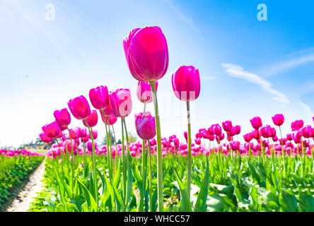 Tulipani rosa contro un cielo blu. Foto Stock