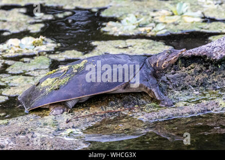 Florida Softshell turtle a prendere il sole Foto Stock