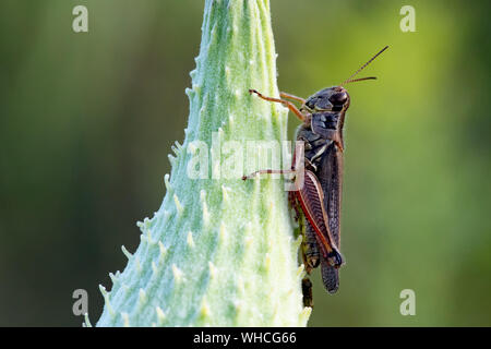 Grasshopper Sottordine Caelifera su Milkweed gigante isolato Foto Stock