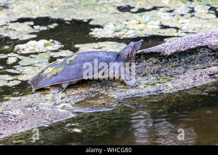 Florida Softshell turtle a prendere il sole Foto Stock