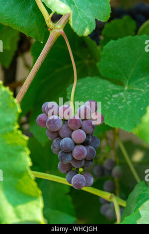 Fascicolo uva rossa crescente tra le foglie. Vite racemules di uva rossa. Foto Stock