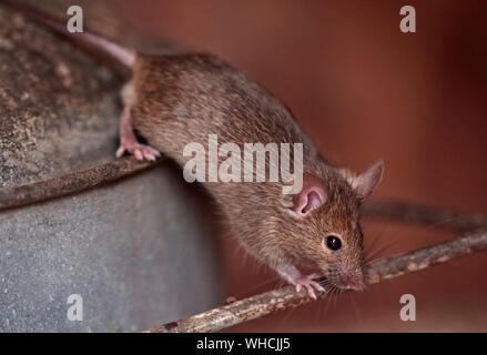 Casa Mouse (mus musculus) maschio Foto Stock