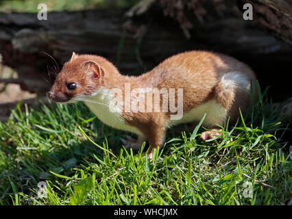 Ermellino (Mustela erminea), Regno Unito Foto Stock