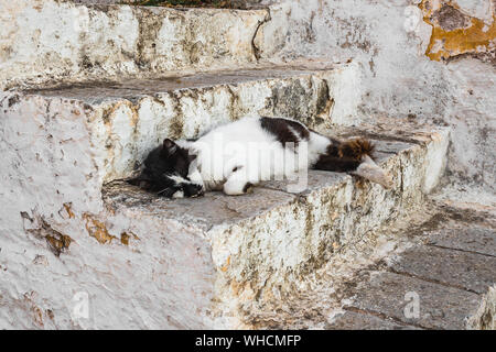 Un gatto rilassante sulla parete bianca a Hydra. I gatti randagi in isola greca, grecia Foto Stock