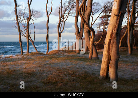 Alberi una foresta su una duna erbosa e alta sul mare nella luce della sera. Foto Stock