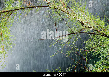 Tamerice, Tamarix gallica Foto Stock