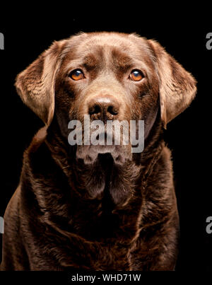 Ritratto di una decina di anni di Labrador cane Foto Stock