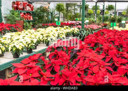 Serra piena di luminoso bella poinsettias pronto per il Natale. Foto Stock