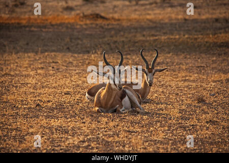 Appoggio Springbok in un deserto secco riverbed. Foto Stock