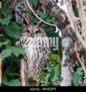 Long eared owl seduto su un albero (Asio otus) Foto Stock