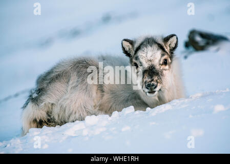 La renna cub recante nella neve, Longyearbyen, Spitsbergen Foto Stock