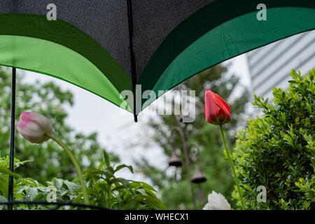 Protezione colorati con ombrello di piante fiorite e sensibile di tulipani in primavera. Foto Stock