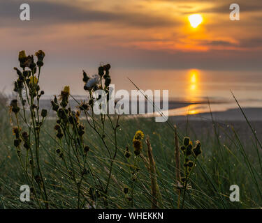 Fiori ed erbe su sunrise beach Foto Stock