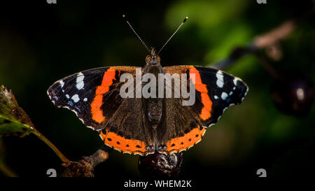 La bella rossa admiral butterfly (Vanessa Atalanta) di appoggio in ciliegio dopo un pasto di ciliegia. Uppland, Svezia Foto Stock