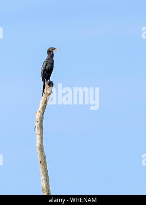 Poco cormorano o Microcarbo niger, black bird è una specie di uccelli acquatici che si appollaia su un ceppo di albero con un cielo blu come sfondo Foto Stock