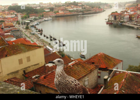 Un uccello si affaccia sul fiume Douro Foto Stock