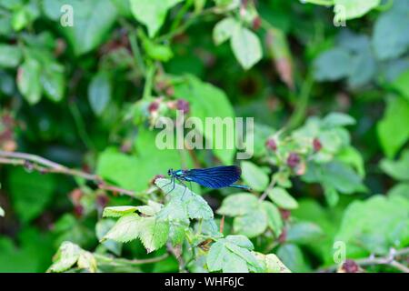 Uno blu a forma di libellula di bellezza - vergine Calopteryx siede sulla foglia dal blackberry bush in natura con spazio di copia Foto Stock