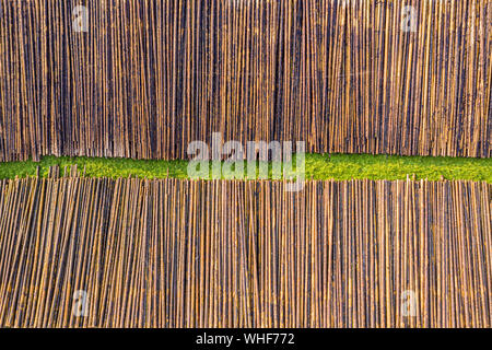 Conseguenze del cambiamento climatico - Legno danneggiato da scolitidi in una zona di stoccaggio Foto Stock