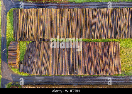 Conseguenze del cambiamento climatico - Legno danneggiato da scolitidi in una zona di stoccaggio Foto Stock