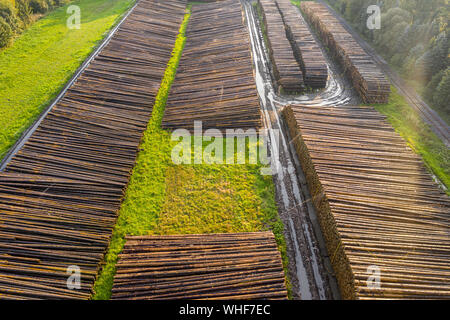 Conseguenze del cambiamento climatico - Legno danneggiato da scolitidi in una zona di stoccaggio Foto Stock