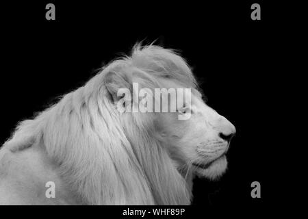 Ritratto di un rarissimo albino lion su sfondo nero. - Immagine Foto Stock