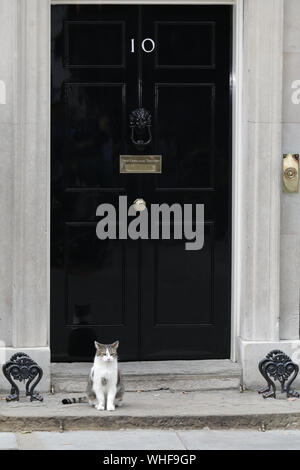 Londra, UK, 2° settembre 2019. Larry il gatto attende i visitatori a N10 al di fuori della famosa Porta nera a Downing Street. Ministri, così come molti del partito conservatore e MPs ex politici tutti immettere n. 10 di Downing Street di emergenza di una riunione del gabinetto e poi generale del Partito conservatore raccolta. Credito: Imageplotter/Alamy Live News Foto Stock