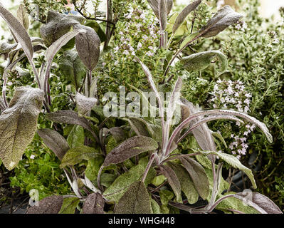 Timo aromatico e salvia piante crescere insieme in un piccolo spazio di Londra Giardino urbano, England, Regno Unito, Europa Foto Stock