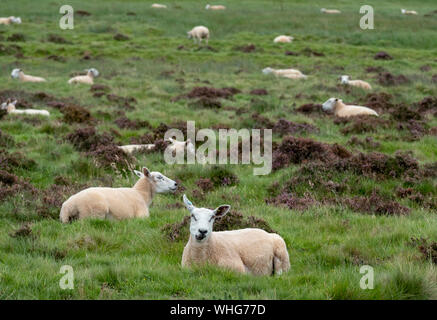 Gregge di pecore sui pascoli magri su hill farm vicino a Duns, Berwickshire, Scozia. Foto Stock