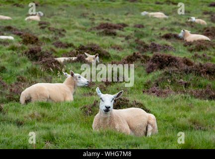 Gregge di pecore sui pascoli magri su hill farm vicino a Duns, Berwickshire, Scozia. Foto Stock