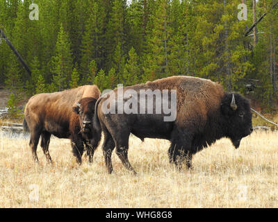 Il bisonte americano Bull e la mucca durante la routine in autunno Foto Stock