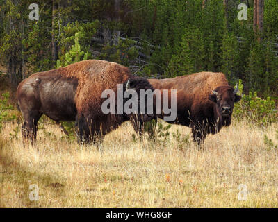 Il bisonte americano Bull e la mucca durante la routine in autunno Foto Stock