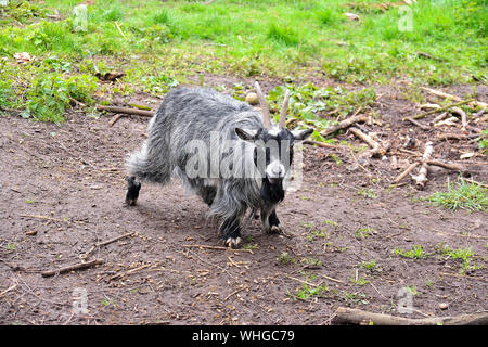 Foto di una piccola capra cornuta rivolte verso l'osservatore Foto Stock