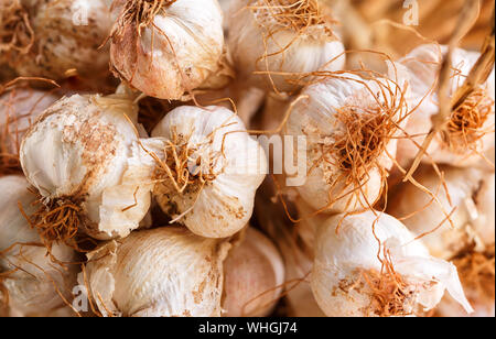 Cluster di organico essiccato aglio su un calcestruzzo surfacce Foto Stock