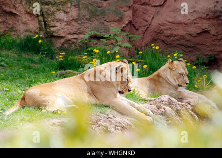 Due giovani Leoni berberi Panthera leo leo Foto Stock