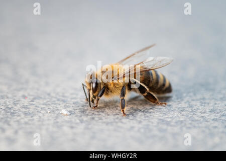 Macro di miele delle api su sfondo semplice, vista ravvicinata, spazio di copia Foto Stock