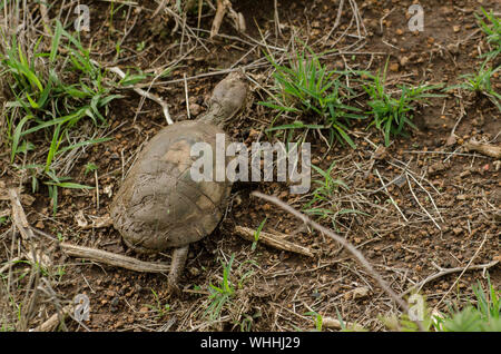 Incernierato seghettata Terrapin, Pelusios sinuatus, Pelomedusidae, il Parco Nazionale di Nairobi, Kenya, Africa Foto Stock