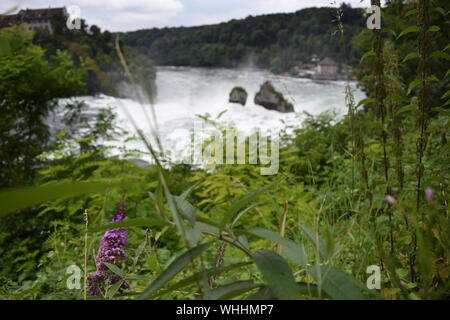 Rhinefalls Svizzera la più grande comunità di cascate, situato sul confine svizzero-tedesco Foto Stock