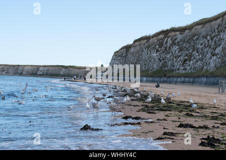 Gabbiani giocare in le onde che si infrangono sulla spiaggia vicino a Margate, Kent, Regno Unito Foto Stock